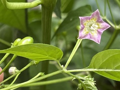 Capsicum baccatum praetermissum
