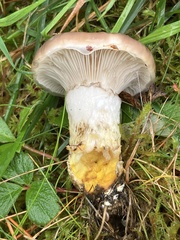 Gomphidius oregonensis