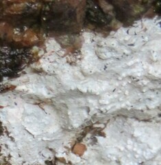 Ostropomycetidae