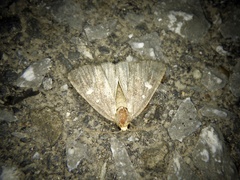 Acosmetia biguttula