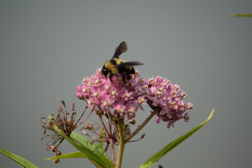 Southern Plains Bumble Bee photographed in Kansas