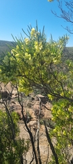 Dodonaea viscosa