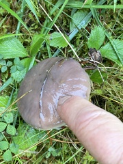 Gomphidius oregonensis