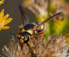 Euodynerus hidalgo