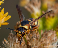 Euodynerus hidalgo