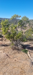 Dodonaea viscosa