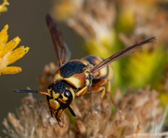 Euodynerus hidalgo