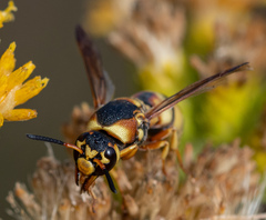 Euodynerus hidalgo