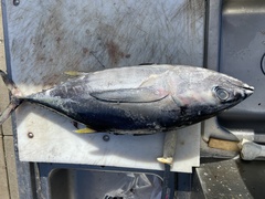 Thunnus obesus