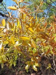 Ochna pulchra