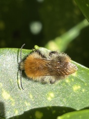 Bombus pascuorum