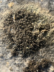 Rinodina