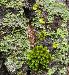 Physcia aipolia