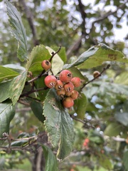 Crataegus mollis