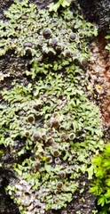Physcia aipolia