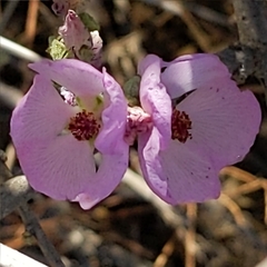 Malacothamnus fasciculatus