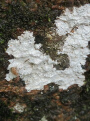 Ostropomycetidae