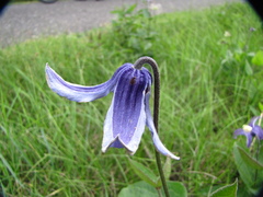 Clematis integrifolia