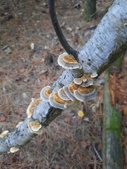 Trametes versicolor