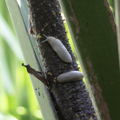Filicaulis seychellensis