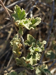 Malacothamnus fasciculatus