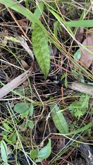 Eulophia maculata