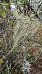 Usnea dasopoga
