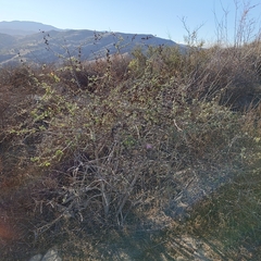 Malacothamnus fasciculatus