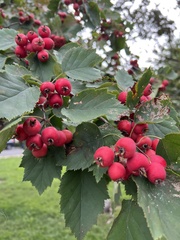 Crataegus mollis