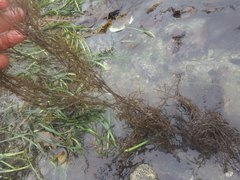 Desmarestia aculeata