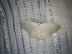 Scopula epiorrhoe
