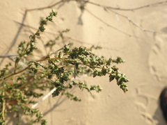 Artemisia scoparia