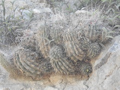 Hamatocactus hamatacanthus