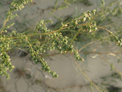 Artemisia scoparia
