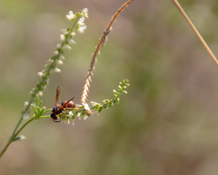 Euodynerus hidalgo hidalgo