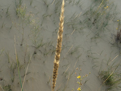 Leymus racemosus