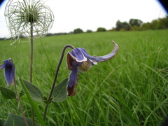 Clematis integrifolia