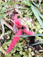 Clathrus archeri