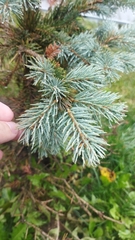 Picea pungens