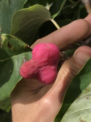 Magnolia