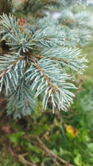 Picea pungens
