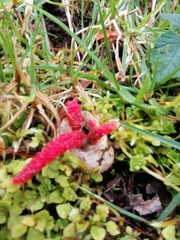 Clathrus archeri