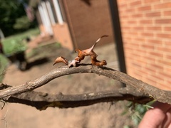 Phyprosopus callitrichoides