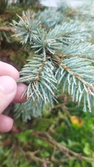 Picea pungens