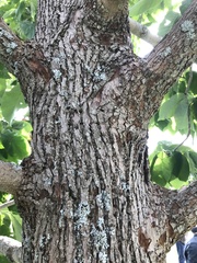 Magnolia