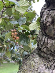 Crataegus mollis