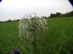 Clematis integrifolia