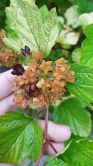 Physocarpus opulifolius