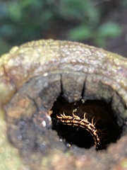 Helicorthomorpha holstii