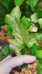 Physocarpus opulifolius